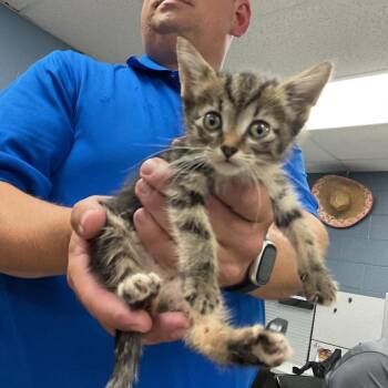 Patricia -  Domestic Short Hair Cat for Adoption in Saint Joseph, Missouri - Patricia | PetCurious