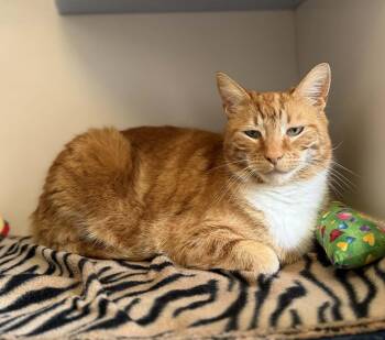Colt -  Domestic Short Hair Cat for Adoption in Elizabethtown, New York - Colt | PetCurious