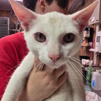 Hammer -  Domestic Short Hair Cat for Adoption in Leander, Texas - Hammer | PetCurious