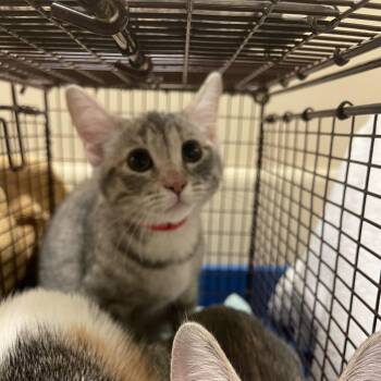 Jade -  Domestic Short Hair Cat for Adoption in Chicago, Illinois - Jade | PetCurious
