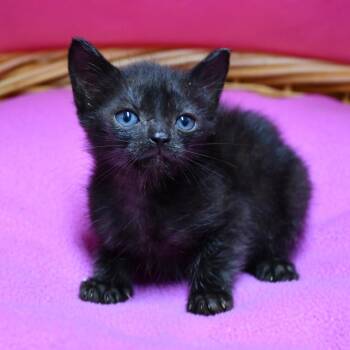 Ian -  Domestic Short Hair Cat for Adoption in Beaumont, Texas - Ian | PetCurious