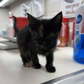 Sable -  Domestic Short Hair Cat for Adoption in Beaumont, Texas - Sable | PetCurious