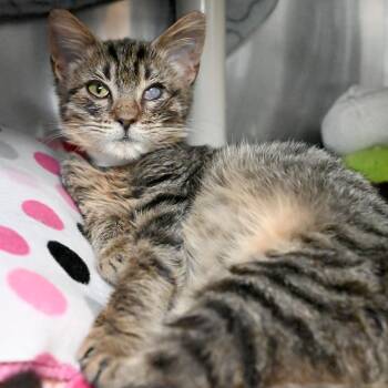 Rescue Domestic Short Hair Cats for Adoption in West Palm Beach, Florida - Ginger | PetCurious