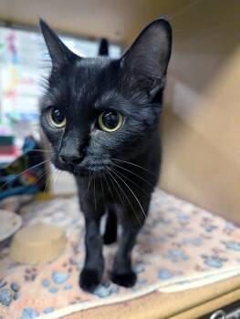 Domestic Short Hair Cats Available for Adoption - Amethyst | PetCurious