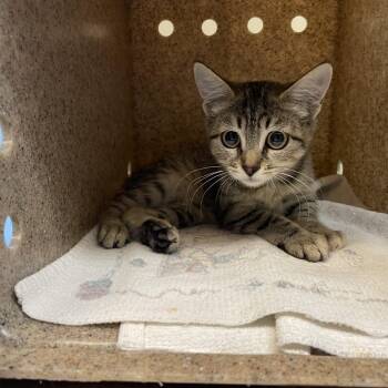 Happy -  Domestic Short Hair Cat for Adoption in Pasadena, California - Happy | PetCurious