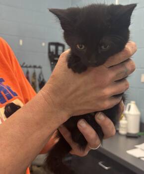 Jacob -  Domestic Short Hair Cat for Adoption in Evansville, Indiana - Jacob | PetCurious