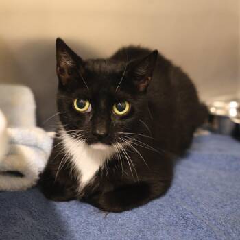Jamie -  Domestic Short Hair Cat for Adoption in Briarcliff Manor, New York - Jamie | PetCurious