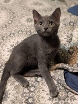 Jumping Jack NC -  Domestic Short Hair Cat for Adoption in Dallas, Texas - Jumping Jack NC | PetCurious
