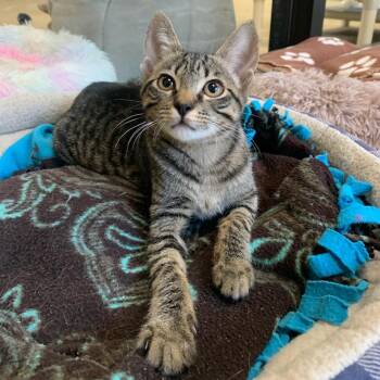 Joon -  Domestic Short Hair Cat for Adoption in Lake Dallas, Texas - Joon | PetCurious