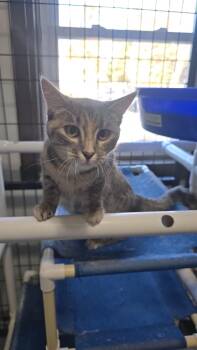 Rescue Domestic Short Hair Cats for Adoption in Iowa Falls, Iowa - Lucy | PetCurious
