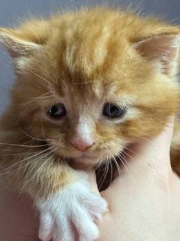 American Shorthair Cats Available for Adoption in Hagaman, New York - Artemis | PetCurious