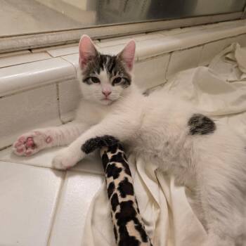 Jester -  Domestic Short Hair Cat for Adoption in Durham, North Carolina - Jester | PetCurious