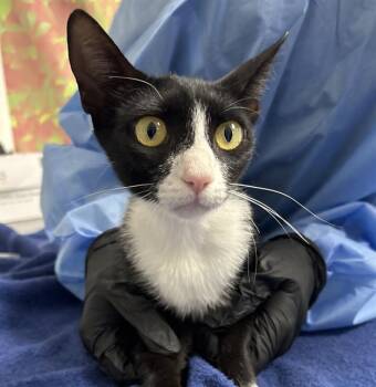 BUG -  Domestic Short Hair Cat for Adoption in San Antonio, Texas - BUG | PetCurious