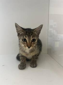XAVIER -  Domestic Short Hair Cat for Adoption in Winter Haven, Florida - XAVIER | PetCurious
