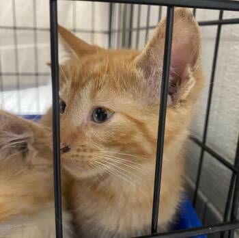 Domtastic -  Domestic Short Hair Cat for Adoption in Fall River, Massachusetts - Domtastic | PetCurious