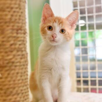Veruca Salt -  Domestic Short Hair Cat for Adoption in Kailua-kona, Hawaii - Veruca Salt | PetCurious