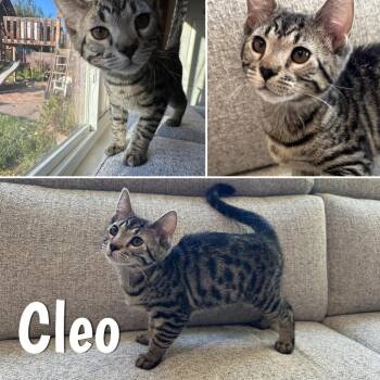 Cleo -  Domestic Short Hair Cat for Adoption in Orangevale, California - Cleo | PetCurious