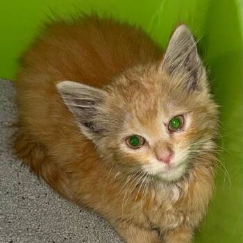 Karaoke -  Domestic Short Hair Cat for Adoption in Kansas City, Missouri - Karaoke | PetCurious
