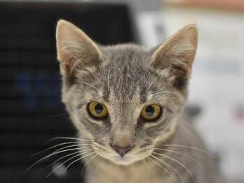 Helium -  Domestic Short Hair Cat for Adoption in Portland, Oregon - Helium | PetCurious