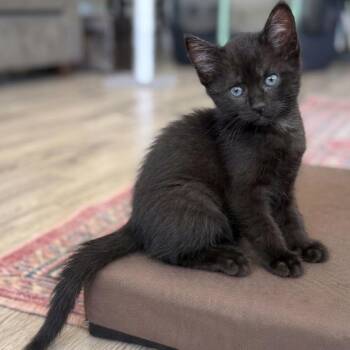 Gumball Samy -  Domestic Short Hair Cat for Adoption in Morrison, Colorado - Gumball Samy | PetCurious