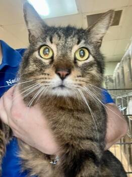 Fluffy -  Maine Coon Cat for Adoption in Nacogdoches, Texas - Fluffy | PetCurious