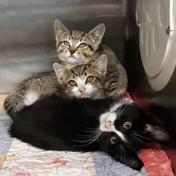 Monopoly -  Domestic Short Hair Cat for Adoption in Spokane, Washington - Monopoly | PetCurious