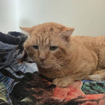 Domestic Short Hair Cats Available for Adoption in Tawas City, Michigan - Marvin 26-058 | PetCurious