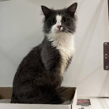 Domestic Short Hair Cats Available for Adoption in Cheyenne, Wyoming - Tux | PetCurious