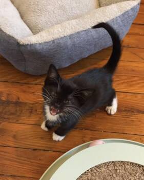 Daria -  Domestic Short Hair Cat for Adoption in Philadelphia, Pennsylvania - Daria | PetCurious