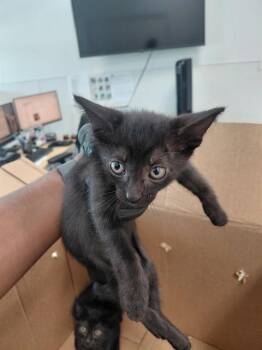 MALINE -  Domestic Short Hair Cat for Adoption in Fort Lauderdale, Florida - MALINE | PetCurious