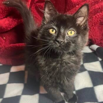 Java -  Domestic Medium Hair Cat for Adoption in Wyandotte, Michigan - Java | PetCurious