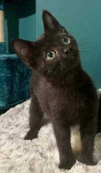 Frisbee26 -  Domestic Short Hair Cat for Adoption in Youngsville, North Carolina - Frisbee26 | PetCurious