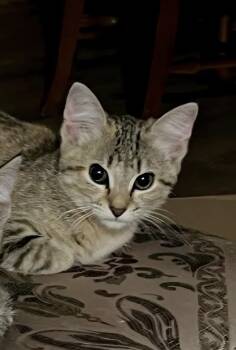 Freya -  Domestic Short Hair Cat for Adoption in Kimberlin Heights, Tennessee - Freya | PetCurious
