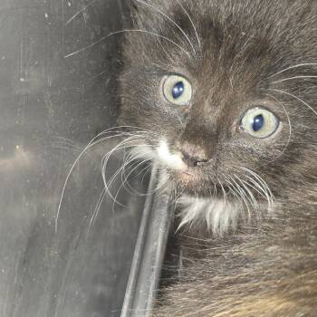 Kip 26-0394 -  Domestic Short Hair Cat for Adoption in Yanceyville, North Carolina - Kip 26-0394 | PetCurious
