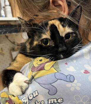 NOUCHKA & NISKA (CR-SC) -  American Shorthair Cat for Adoption in Sainte-angèle-de-monnoir, Quebec - NOUCHKA & NISKA (CR-SC) | PetCurious
