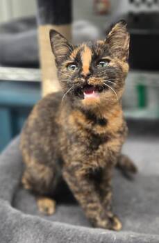 Samantha -  Domestic Short Hair Cat for Adoption in Manchester, Tennessee - Samantha | PetCurious