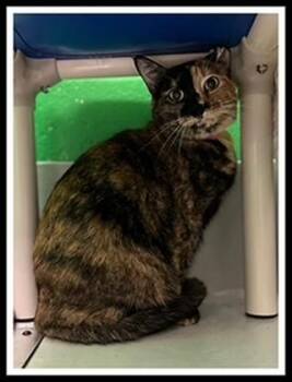 Domestic Short Hair Cats Available for Adoption in Peoria, Illinois - NALA | PetCurious