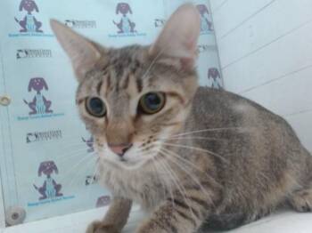 Domestic Short Hair Cats Available for Adoption in Orlando, Florida - ROLLI | PetCurious