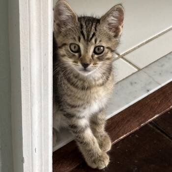 Lexi -  Tabby Cat Available for Adoption in West Palm Beach, Florida - Lexi | PetCurious