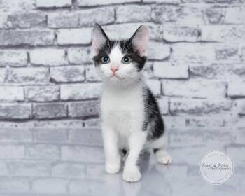 Jessie -  Domestic Short Hair and Tabby Cat for Adoption in Tuscaloosa, Alabama - Jessie | PetCurious