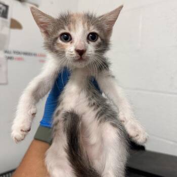 Domestic Short Hair Cats Available for Adoption in Edinburg, Texas - Corona | PetCurious