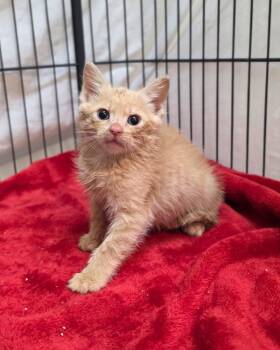 Domestic Short Hair Cats Available for Adoption in Novato, California - Gibson | PetCurious