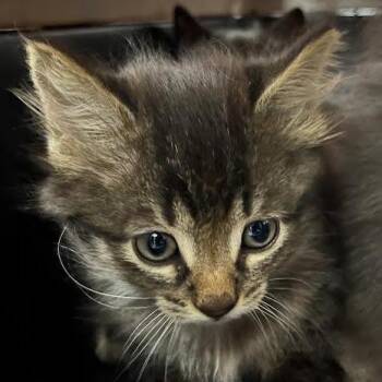 Dusk -  Domestic Medium Hair Cat for Adoption in Dearborn, Michigan - Dusk | PetCurious