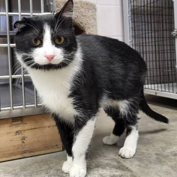 Van Gogh -  Domestic Short Hair Cat Available for Adoption in Chilton, Wisconsin - Van Gogh | PetCurious