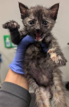 Rescue Domestic Short Hair Cats for Adoption in Ontario, California - TWINKLE- IN FOSTER | PetCurious