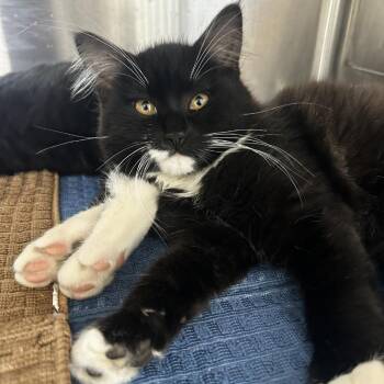Domestic Short Hair Cats Available for Adoption in Ashland, Oregon - Sally | PetCurious