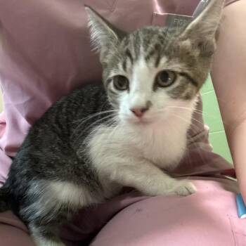 Sol -  Domestic Short Hair Cat for Adoption in Council Bluffs, Iowa - Sol | PetCurious