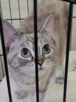Siamese Cats Available for Adoption in Raymond, Washington - Ahsoka | PetCurious