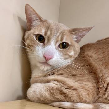 Domestic Short Hair Cats Available for Adoption in Sonora, California - Honey Buns | PetCurious