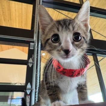 Chitty Chitty -  Domestic Short Hair Cat for Adoption in Leander, Texas - Chitty Chitty | PetCurious